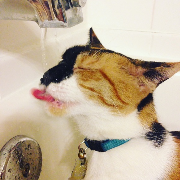 Meet your Seller/Buyer, Diana - Picture 7 of 8